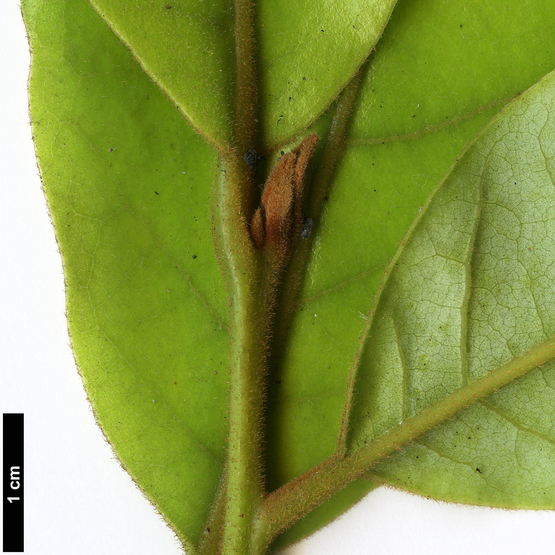 High resolution image: Family: Lauraceae - Genus: Beilschmiedia - Taxon: tarairi